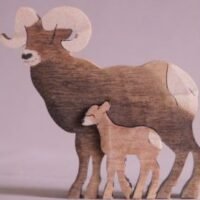 MM021-MOUNTAIN-SHEEP
